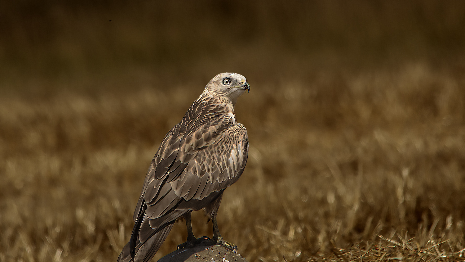 Long-legged Buzzard